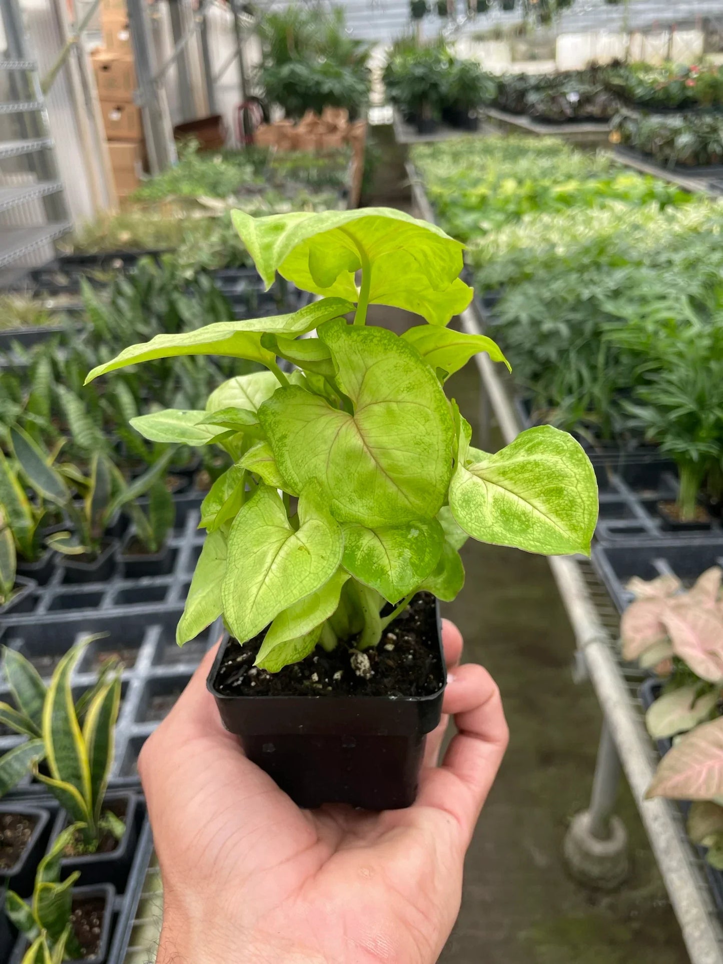 Syngonium Gold -  4" Pot