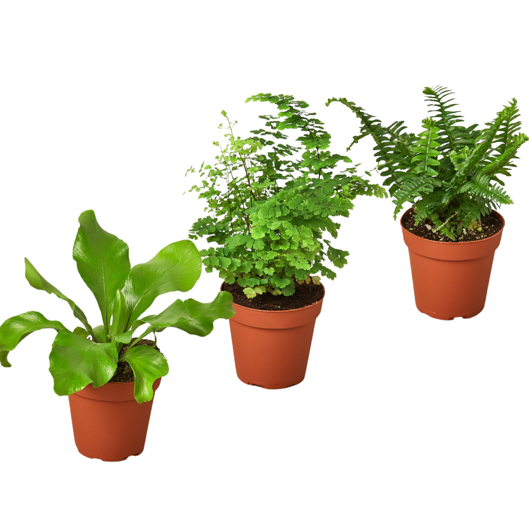 3 Fern Variety Pack - Live Plants - 4" Pot - House Plant