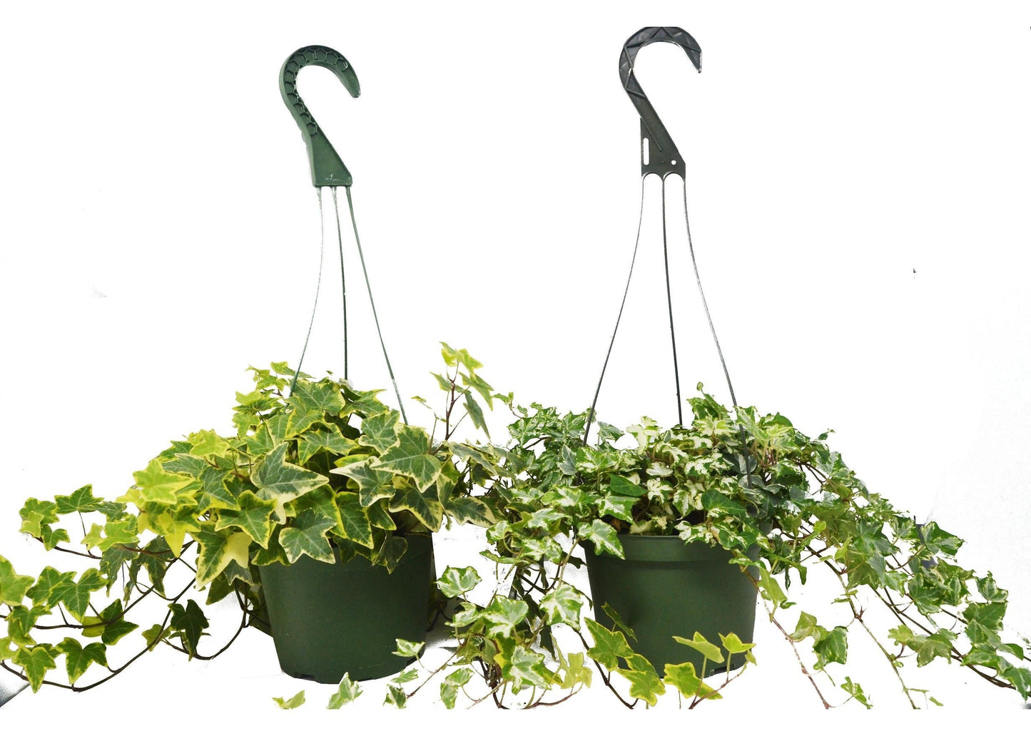 2 English Ivy Variety Pack - 6" Hanging Pot